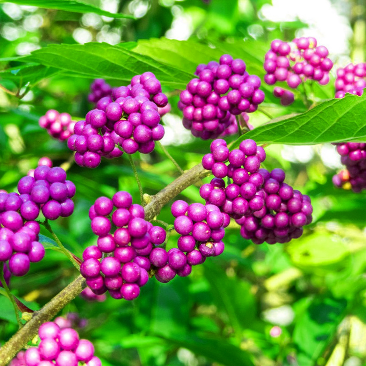Live Purple American Beautyberry Bush, 1-2 ft Starter Plant, Edible Berries, Drought-Tolerant, Callicarpa for Wildlife Garden