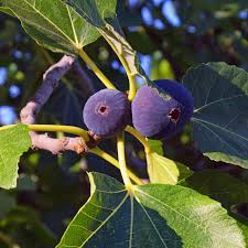 Fruiting Fig Tree | Bare-root | Magnolia Fig | Ficus Carica | Self-pollinating | Zones 7-10