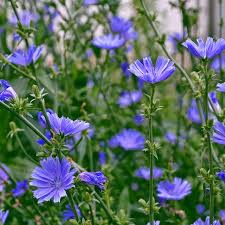 Chicory Seeds - Non-GMO - Blue Flowers - Cichorium intybus - Ornamental & Culinary Use - Fast-Growing, Drought-Tolerant