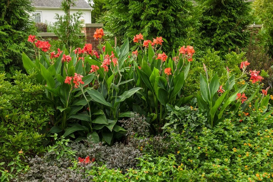 Canna Lily Bulb | 1 Live Bulb | Orange Wyoming Variety | Canna indica ‘Wyoming’ | Tropical Fast-Growing Perennial