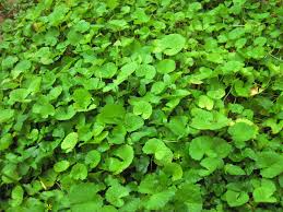 Pennywort Live Plants 15 Pack Bare Root Centella asiatica Aquatic Herb Easy to Grow Green Leaves for Water Gardens