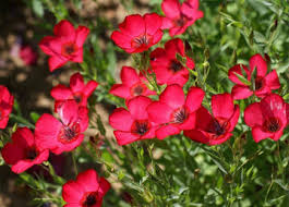 500 Seeds Flax Wildflower Scarlet Red Non-GMO Annual Pollinator-Friendly Linum grandiflorum