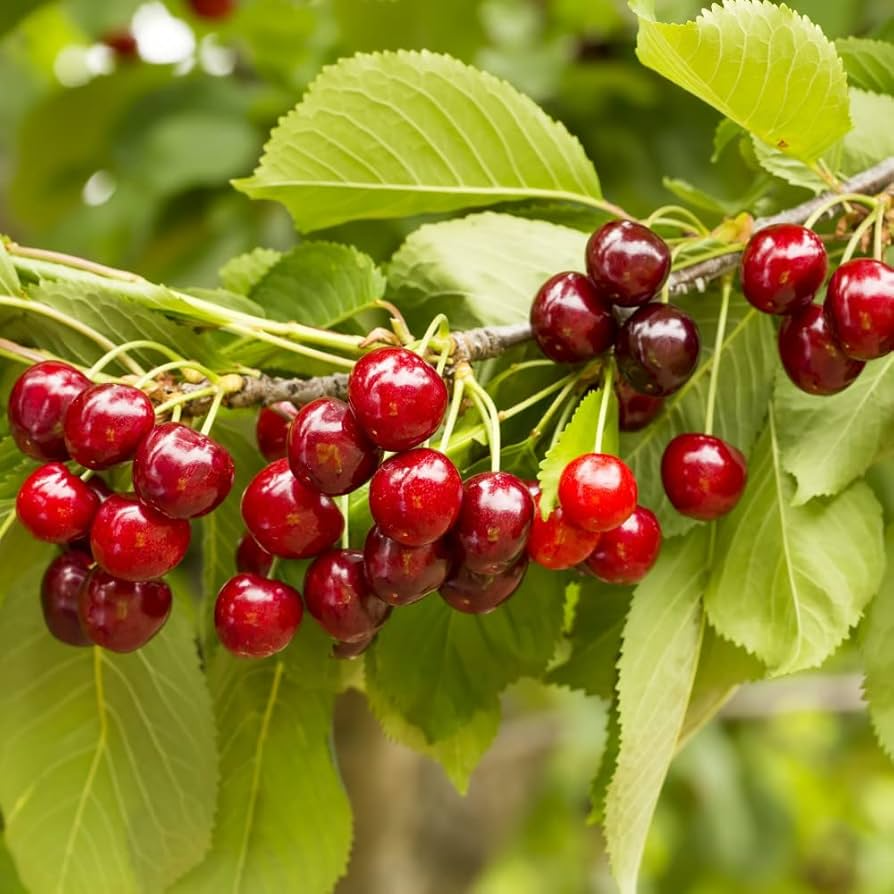 10+ Sylvia Cherry Seeds – Compact Dwarf Variety for Home Gardens – Prunus avium – Sweet Deep Red Cherries