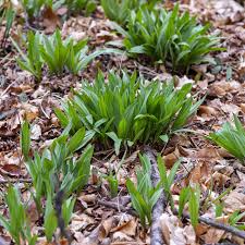 Wild Leek Seeds - 10 Pack - Ramp Allium tricoccum - Heirloom, Non-GMO, Perennial, Gourmet Edible, Onion-Garlic Flavor