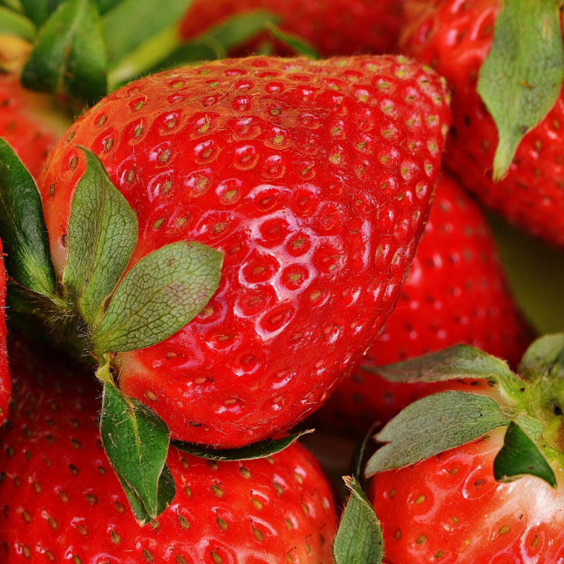 12 Bare Root Everbearing Strawberry Plants "San Andreas" - Fragaria x ananassa - High Yield, Disease Resistant, Zones 4-9