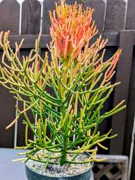 15 Unrooted Cuttings Fire Sticks Succulent Euphorbia Tirucalli Colorful Propagation Plant Ideal for Garden & Arrangements