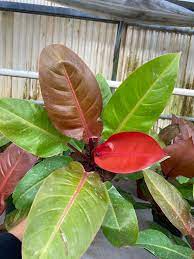 Live Philodendron Sun Red Starter Plug | Tropical Houseplant | Air-Purifying | Philodendron erubescens | Easy-Care Indoor Plant