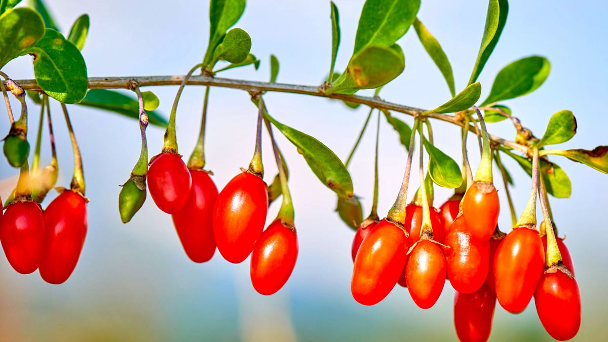 Goji Berry Cuttings - 2 Fresh Bare Root Plants - Easy to Grow Edible Garden - Lycium barbarum