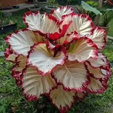 Velvet Flame Calathea Seeds | 25+ Seeds | Exotic Tropical Foliage | Calathea sp. | Air-Purifying Houseplant