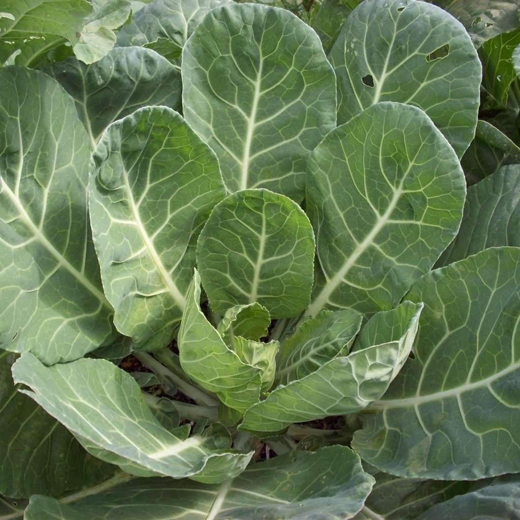 Collard Vates Seeds 1g | Cold-Hardy Heirloom Greens | Brassica oleracea var. viridis | Nutrient-Rich for Garden & Containers