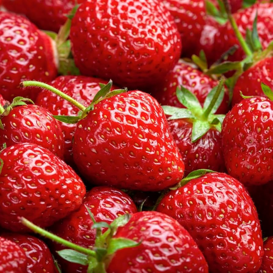 10 Bare Root Puget Crimson Strawberry Plants | Large Sweet Berries | High Yield | Fragaria × ananassa 'Puget Crimson'