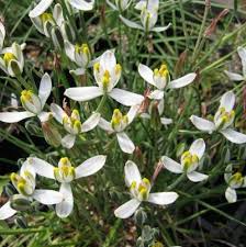 Albuca Humilis Live Plant Bulbs, 5 Pack, Unique Green-White Succulent, Drought-Tolerant Rhizome, Moon Garden Gift