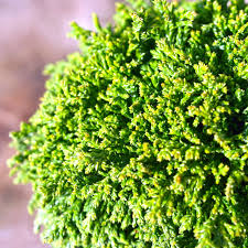 Chamaecyparis Pisifera 'Tsukumo' Live Starter Plant | 4-6 Inch Dwarf Evergreen Cypress | Deer-Resistant Bonsai Accent