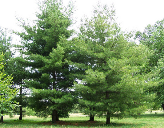 10 Bare Root Pine Tree Seedlings 3"-6" Tall, Fast-Growing Wild Pines for Landscaping, Reforestation, Eco-Friendly