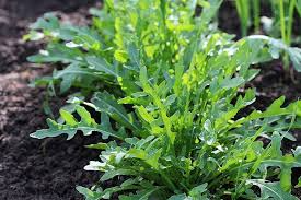 Arugula Seeds 1g | Heirloom Non-GMO | Fast-Growing Peppery Flavor | Eruca vesicaria | Salad Green