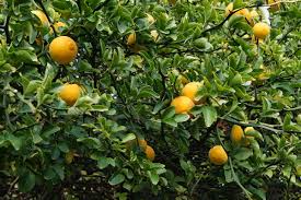 Hardy Orange Tree Seedling 6” Poncirus trifoliata - Cold Hardy Citrus Plant for Gardens, Fragrant Flowers, Edible Fruit