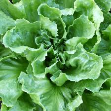 Endive Seeds 1g Broadleaf Batavian Cichorium endivia | Heirloom Salad Green, Cold Hardy, Mild Flavor, Easy to Grow