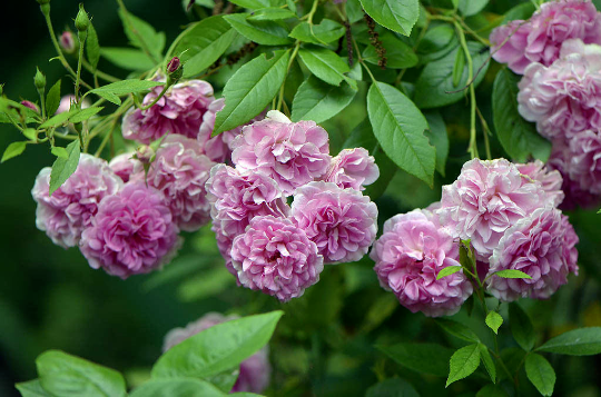 Live Heirloom 7 Sisters Pink Rose Bush | 3–6" Climbing Multiflora Rambler | Bare Root Rosa multiflora Starter Plants