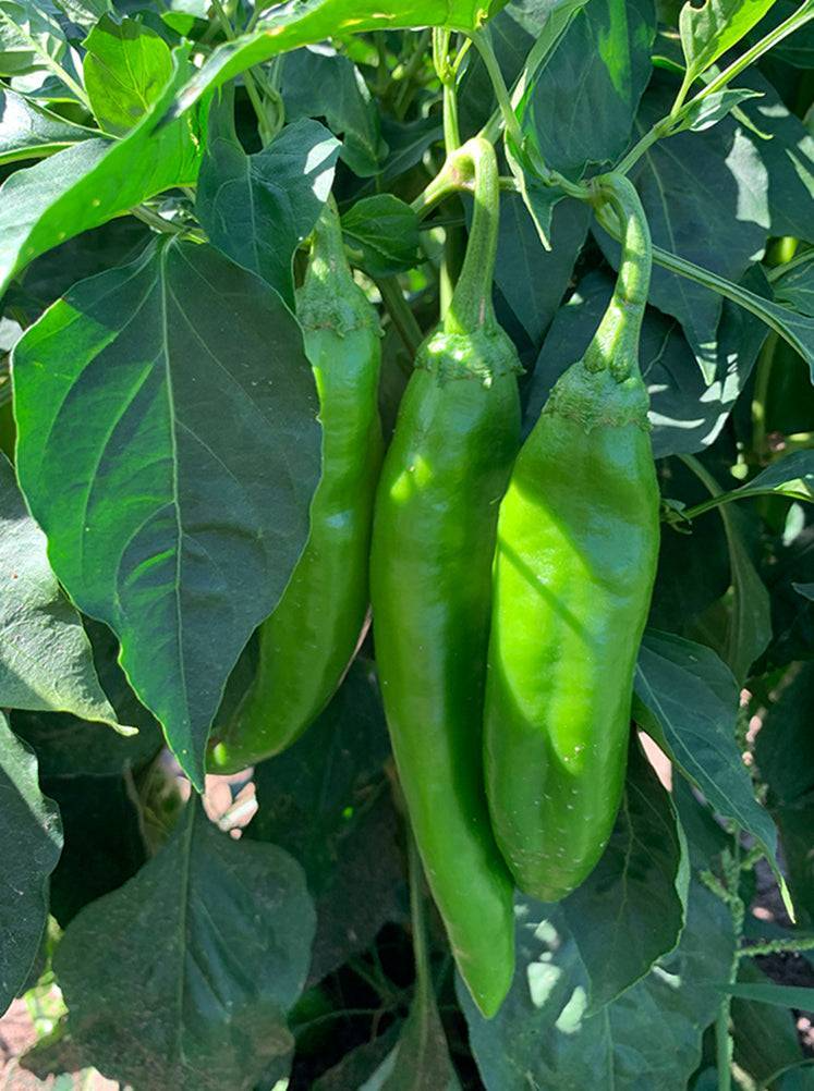 Hatch Giuzeppi Hot Pepper Seeds 250mg | Capsicum annuum | Non-GMO, Medium Heat, Versatile for Roasting & Salsas
