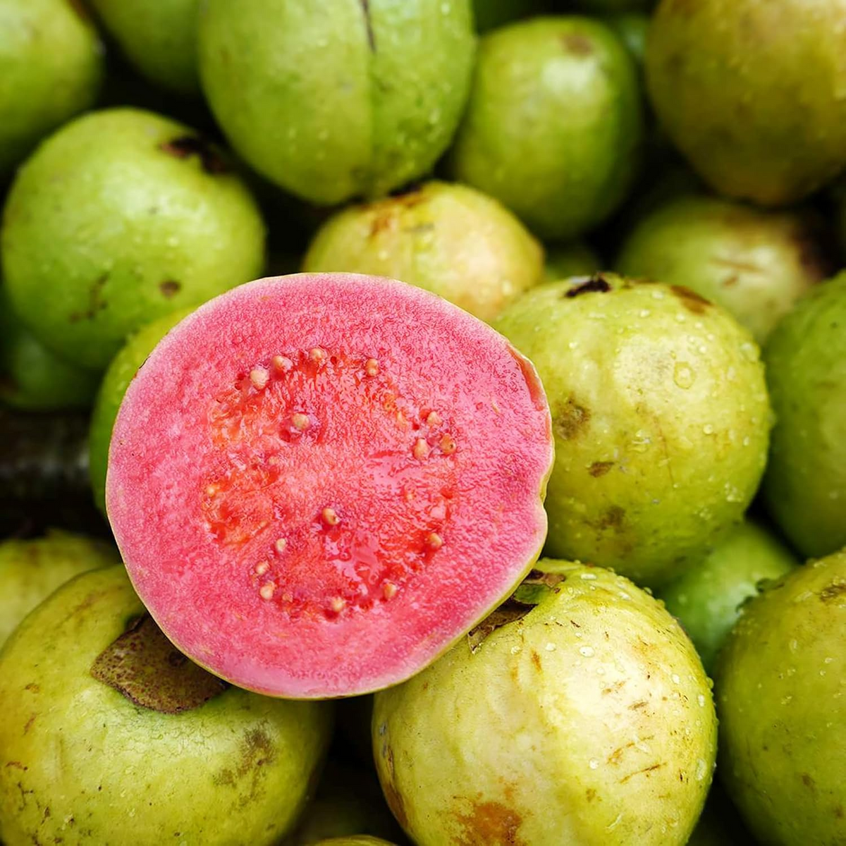 20 Pink Guava Seeds - Psidium guajava, Non-GMO Tropical Fruit Tree for Edible Gardening & Container Growing
