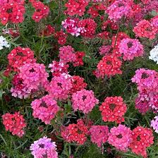 100 Seeds Verbena Moss Sweetheart Kisses, Vibrant Perennial Flowers for Butterflies & Bees, Verbena hybrida