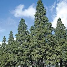 Dawn Redwood Tree 12"-14" Live Bare Root Plant Metasequoia glyptostroboides for Zones 4-8, Fast-Growing Ornamental Tree