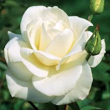 JFK White Rose Cuttings 6" Unrooted Pure White Hybrid Tea Rose Rosa JFK, Licorice Fragrance, Double Blooms, USDA Zones 7-10