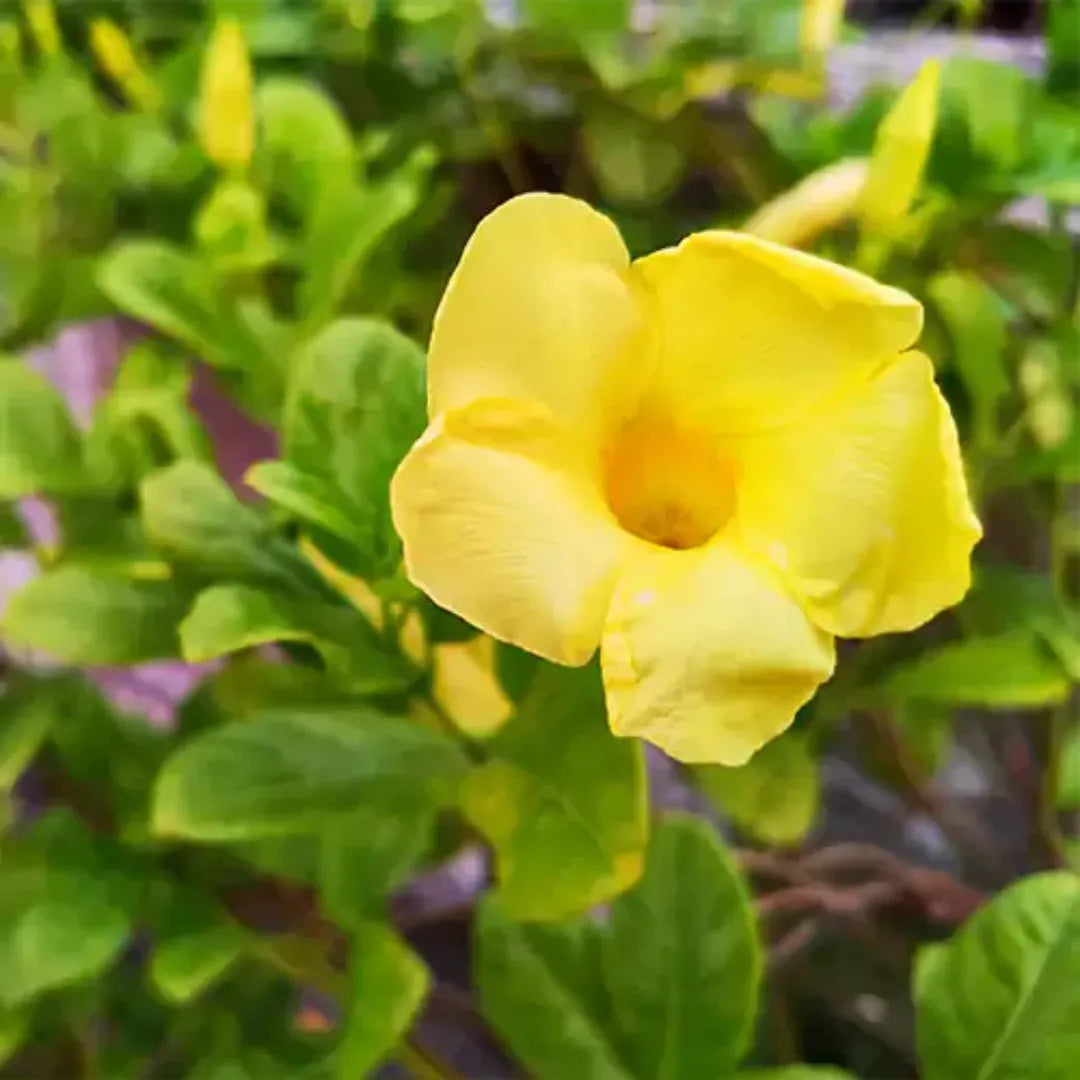 Yellow Allamanda Bare Root Starter Plant 7-10” - Tropical Perennial Vine with Bright Yellow Flowers - Allamanda cathartica