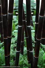 Black Bamboo Live Plant, Multi-Cane, Ornamental Privacy Screen, Phyllostachys nigra, Fast Growing, Low Maintenance