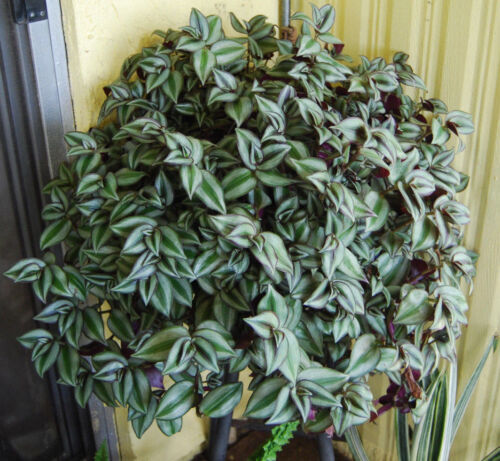 5 Unrooted Cuttings Tradescantia Nanouk Rare Pink Wandering Jew 4”-8” - Beautiful Pink White Green Foliage, Easy to Propagate