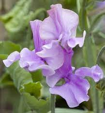 50+ Sweet Pea Seeds - Deep Rose Fragrant Blooms for Climbing Vines & Cut Flowers - Lathyrus odoratus - USA