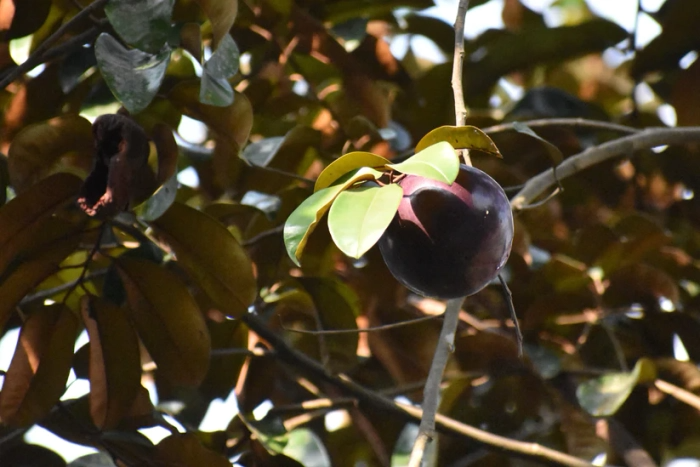 Caimito Purple Star Apple Tree Seedling | 3-6" Tropical Fruit Plant | Chrysophyllum cainito in 2.5" Pot | Exotic Garden Plant