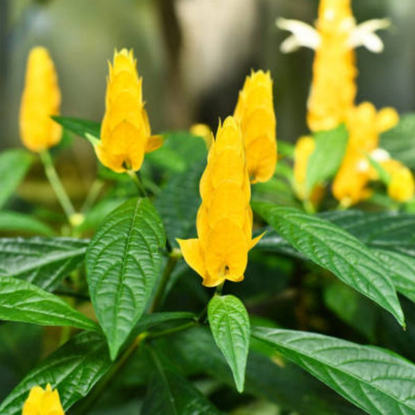 Golden Shrimp Plant Starter - Live Rooted Shrub Seedling with Yellow Blooms - Justicia brandegeana, Pachystachys lutea - Easy Care
