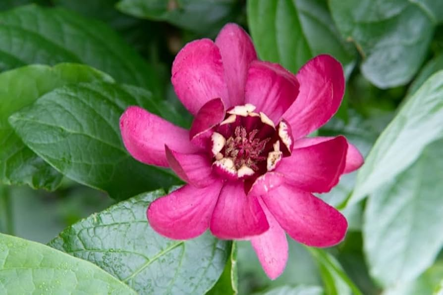 Bare Root Sweet Shrubs 1-2 Ft Tall, Fragrant Calycanthus floridus, Live Flowering Shrubs for Garden, Pollinator-Friendly