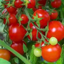 50 Seeds Red Cherry Tomato - Sweet Bite-Sized Fruit for Fresh Eating, Salads - Solanum lycopersicum, High Yield Gardening