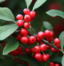 Mountain Holly Seeds 500mg - Ilex montana - Native Deciduous Shrub, Red Berries, Wildlife Friendly, Shade Tolerant
