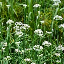 Garlic Chives Seeds 16 Ounces Non-GMO for Microgreens Allium tuberosum - Fresh Flavor for Indoor/Outdoor Gardening