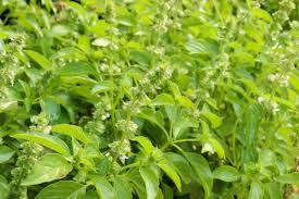 200 Lemon Basil Seeds - Heirloom Culinary Herb - Ocimum basilicum var. citriodorum - Perfect for Teas & Cooking - Easy to Grow