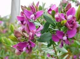 7 Live 6” Unrooted Cuttings Polygala Myrtifolia 'Sweet Pea Bush' - Fast-Growing Evergreen Shrub with Purple Blooms