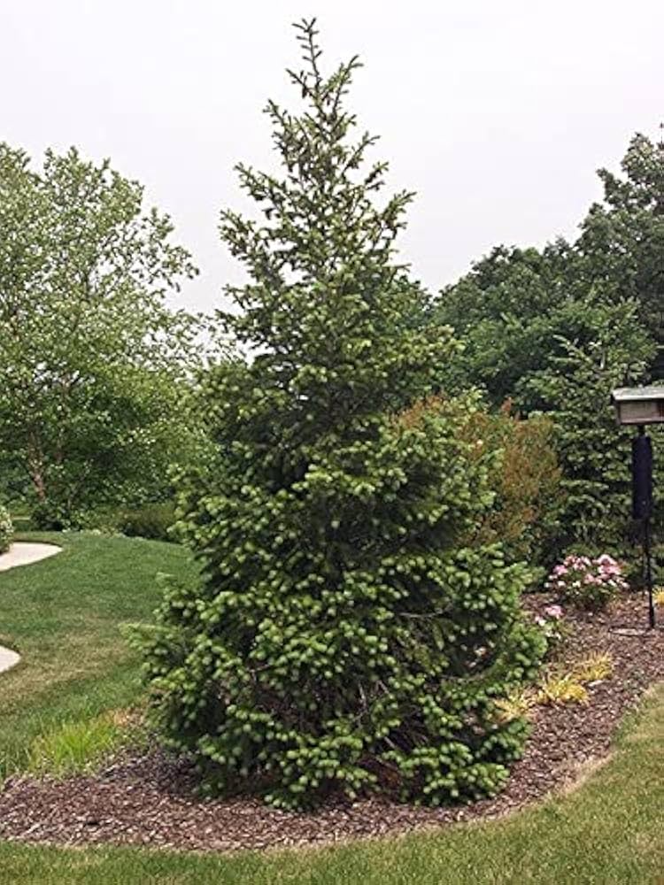Bare Root Live Plant Rocky Mountain Douglas-fir Tree, Pseudotsuga menziesii, Hardy Evergreen for Landscaping