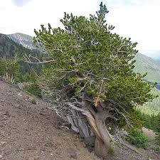 10 Bristlecone Pine Seeds - Pinus aristata - Ancient Rocky Mountain Tree - Long-Lived, Drought-Tolerant, USDA Zones 4-7