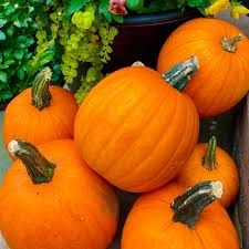 15 Seeds New England Pie Pumpkin, Orange, Ideal for Baking & Fall Harvest, Cucurbita pepo