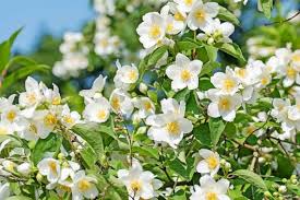 Philadelphus Sweet Mock-orange Bare-root Plant 18-24" Tall - Fragrant White Flowers, Pollinator Friendly, Philadelphus coronarius