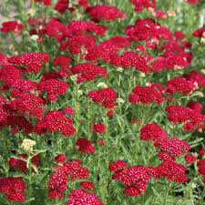 500 Seeds Red Yarrow, Bright Red Flower Perennial, Pollinator Plant, Achillea Millefolium