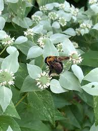 30 mg Mountain Mint Seeds - Pycnanthemum muticum | Aromatic Culinary Herb for Gardens & Containers