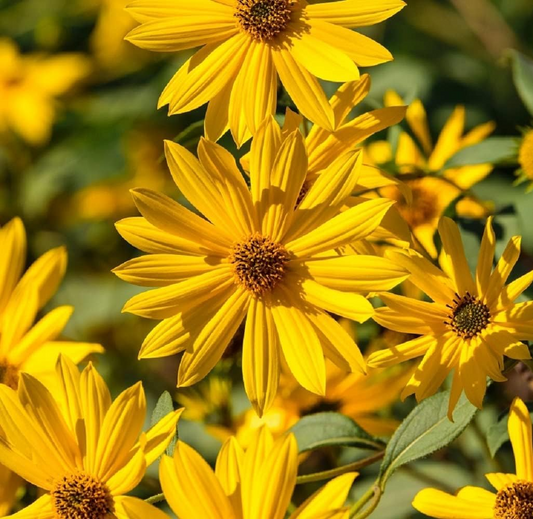 1,000 Maximilian Sunflower Seeds - Non-GMO Perennial Yellow Blooms - Helianthus maximiliani - Attracts Monarchs & Pollinators
