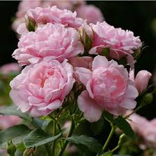 Pink Damask Hedge Rose 4" Planter - Fragrant Pink Blooms, Rosa damascena, Easy Care Garden Plant for Borders & Focal Points
