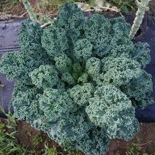 Dwarf Blue Curled Scotch Kale Seeds 1500 Count - Non-GMO Heirloom, Cold Hardy Brassica Oleracea for Nutritious Greens