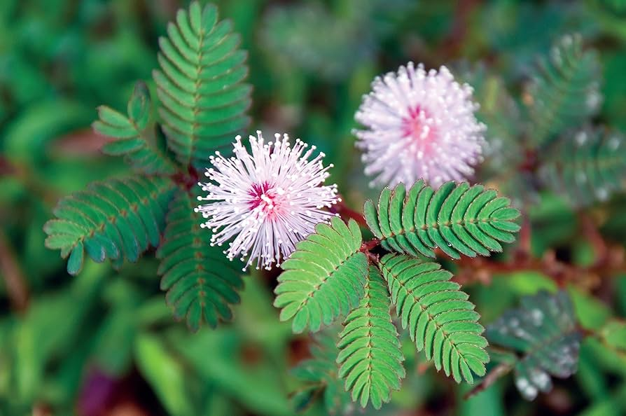 Dwarf Sensitive Plant Seeds - 10 Pack - Touch-Responsive Houseplant - Mimosa pudica - Interactive Indoor Plant