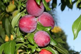 Santa Rosa Plum Tree - 2ft Live Fruit Tree - Prunus salicina - Sweet-Tart Plums, Fragrant Blossoms, Self-Pollinating